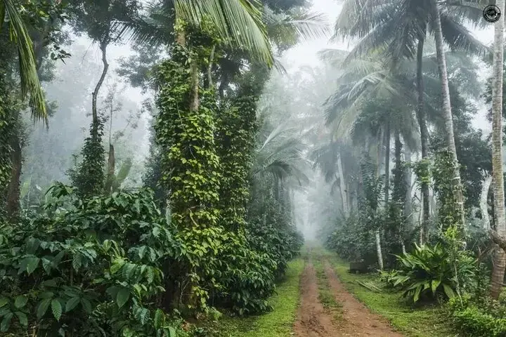 Coorg (Kodagu)