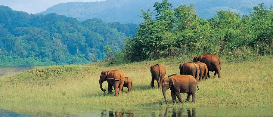 Thekkady Wildlife