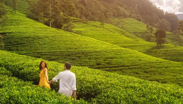 Munnar Honeymoon Escape